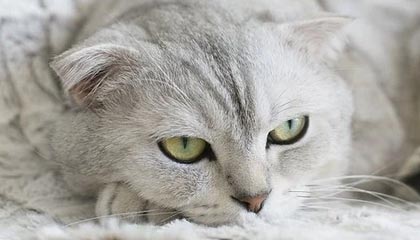 博尔塔拉蒙古最新的高价医保卡惠民保险代扣怎么取消掉了方法分享(博尔塔拉蒙古惠民医保怎么报销教程)