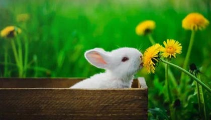 博尔塔拉蒙古最新的高价找中介取公积金违法吗方法分享(博尔塔拉蒙古中介取公积金怎么收费教程)